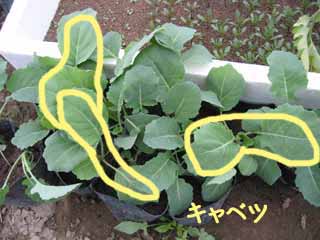 cabbage2.jpg
