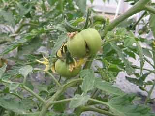 tomato0526.jpg